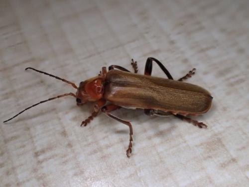 Réf. 323 720 : Cantharis livida